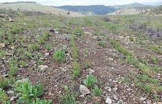 Yanan ormanlık alanlar yeşillendiriliyor