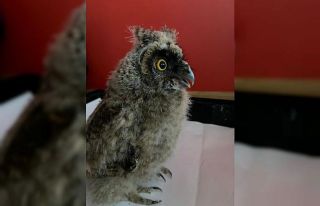 Yaralı bulunan baykuş ekiplerin maskotu oldu