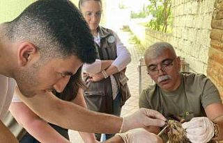 Yaralı bulunan şahin tedavi altına alındı
