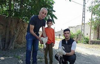 Yaralı bulunan yavru leylekler tedavi altına alındı