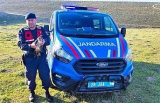 Yaralı halde bulunan ‘Şahin’ jandarma ekiplerince...