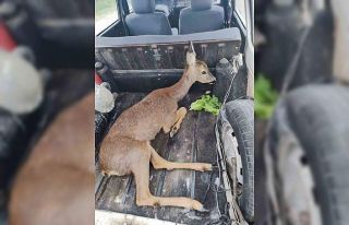 Yaralı karacayı jandarma kurtardı