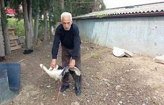 Yaralı leylek tedavi edildi