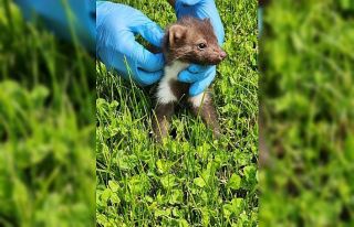 Yaralı sansar yavrusuna şefkat eli