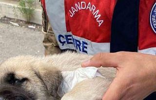 Yaralı yavru köpeğe hayvanları koruma timi müdahale...