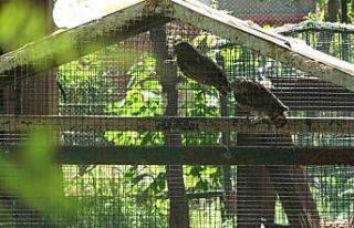 Yavru baykuşlar doğal ortamına salındı