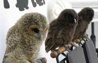 Yavru baykuşlara özel bakım