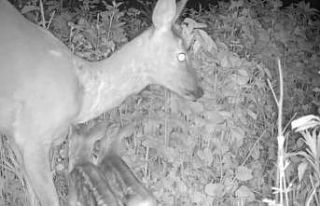 Yavru karacalar annelerine kavuştu