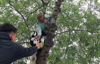 Yavru kediyi annesine kavuşturmak için hayatını...