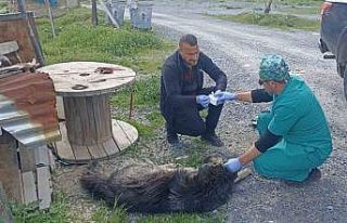 Yılanların ısırdığı köpeklere belediye sahip...