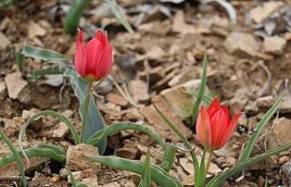 Yılda 15 gün görülen “dağ lalesi” görenleri...