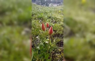 Yılda bir kez açan Manisa lalesi koruma altında