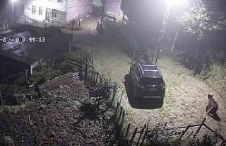 Yiyecek aramak için mahalleye inen ayı güvenlik...