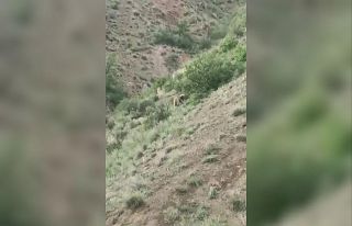 Yol kenarındaki ayı, sürücülerin ilgi odağı...