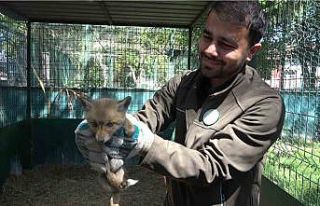 Yol yapım çalışması sırasında bulunan yavru...