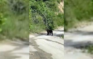Yolda karşısına çıkan yavru ayıyı cep telefonuyla...
