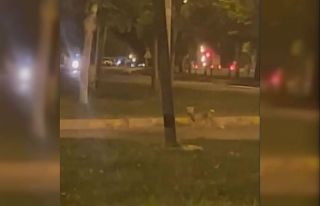 Yolunu şaşıran tilki, şehre indi