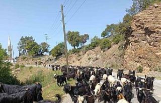 Yörüklerin yaylalara göçü başladı