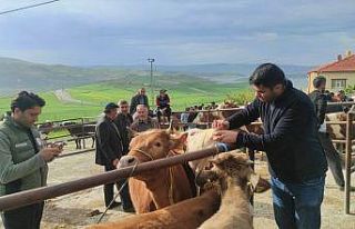Yozgat’ta canlı hayvan pazarlarında şap hastalığına...