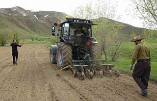 Yüksekova’da 35 yıl aradan sonra şeker pancarı...