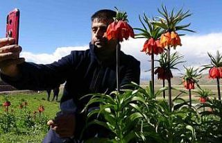 Yüksekova’da ters lalelere yoğun ilgi