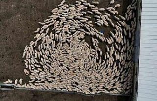 Yüzlerce süt kuzusu, anneleriyle buluştu