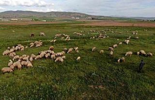 Ziraat Odası Başkanı Çetindağ: “Kurban için...