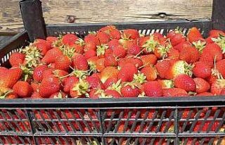 Zonguldak’ta hasatla birlikte çilekler raflarda...