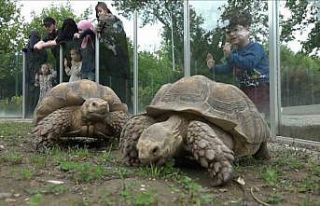Zoopark’taki kaplumbağalara Dünya Kaplumbağa...