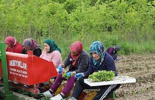 100 dönüm organik sertifikalı tarlada üretim başlattı
