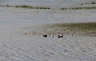 11 yavrusuyla birlikte yüzen angutlar hoş manzaralar...