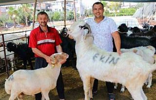 185 kiloluk ‘Karbeyaz’ 20 bin liraya satıldı