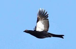 1 festivalle 2 kuş fotoğraflandı