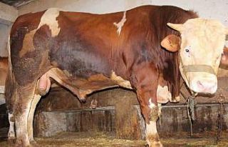 1 tonluk “Paşa” 125 bin liradan satışa çıktı