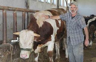 1 tonluk ’Şövalye’ isimli tosun alıcısını...