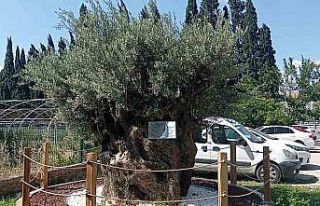 30 kilometre uzaktan taşınan bin yıllık zeytin...