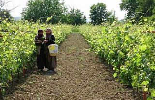 450 liradan satılmasına rağmen taleplere yetişemiyorlar