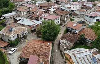 450 yaşında olduğu düşünülen ceviz ağacı...