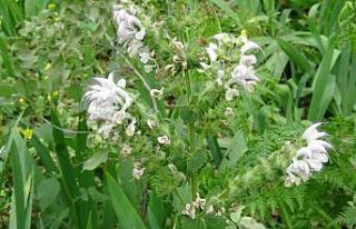 600 adet bulunan Siirt adaçayının çiçeklerini...