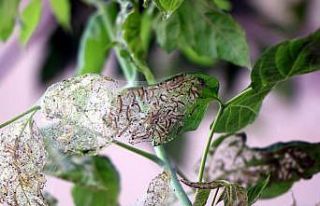 628 bitki türene zarar veriyor