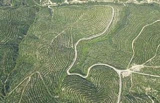 650 bin fidan toprakla buluştu, yanan ormanlar yeniden...