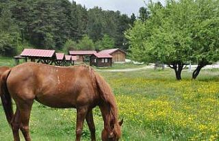 Abant Gölü Milli Parkı çiçek bahçesine döndü