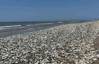 ABD’nin güneyinde binlerce ölü balık kıyıya...