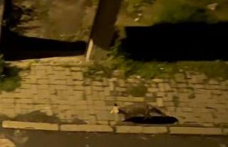 Aç kaldığı düşünülen tilki şehir merkezine...