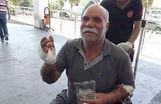 Acemi kasap hastanelik oldu: "Dana kesecektik,...