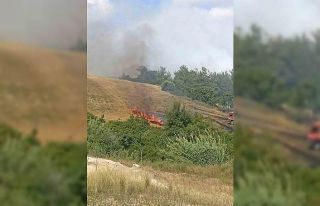 Adana’da anız yangını ağaçlara sıçradı