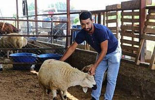 Adana’da kurban pazarları kurulmaya başladı,...