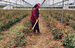 Adanalı hayırsever gül serası kurdu, gelirini...