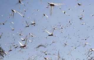 Afganistan’da çekirge istilası