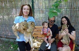 Afrika aslanı Sultan 6 yavru birden dünyaya getirdi